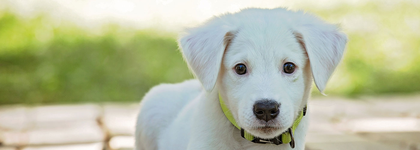 Home - PDSA - Helping your pet in need Home - PDSA - Helping your pet in need